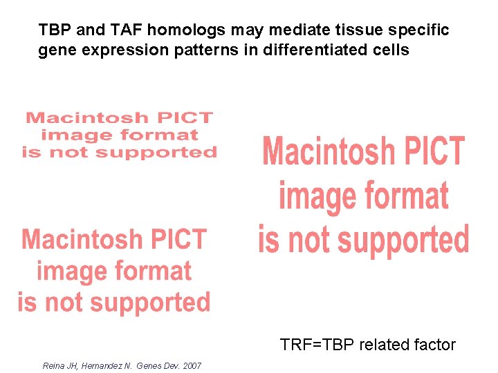 TBP and TAF homologs may mediate tissue specific gene expression patterns in differentiated cells