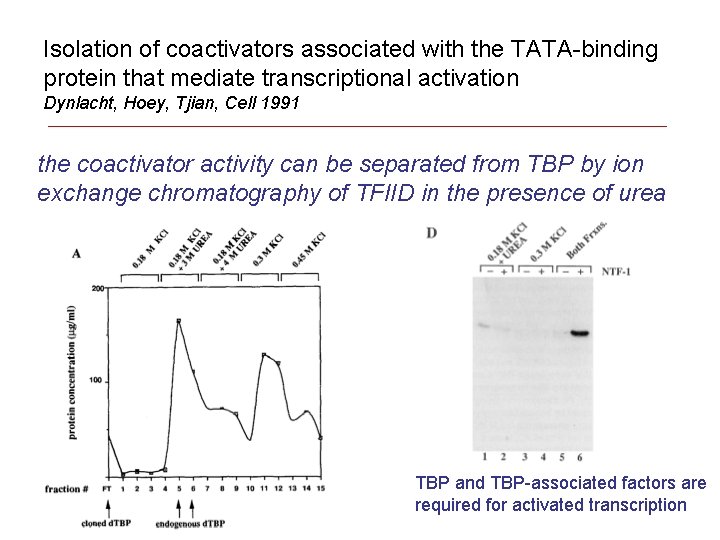 Isolation of coactivators associated with the TATA-binding protein that mediate transcriptional activation Dynlacht, Hoey,