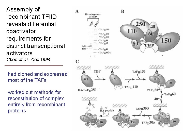 Assembly of recombinant TFIID reveals differential coactivator requirements for distinct transcriptional activators Chen et