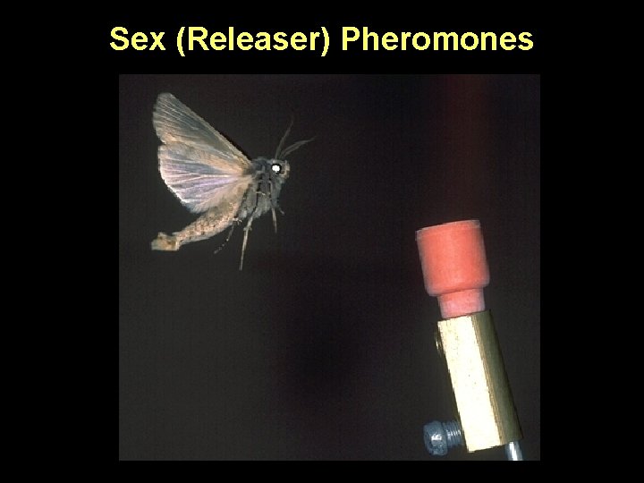 Sex (Releaser) Pheromones 