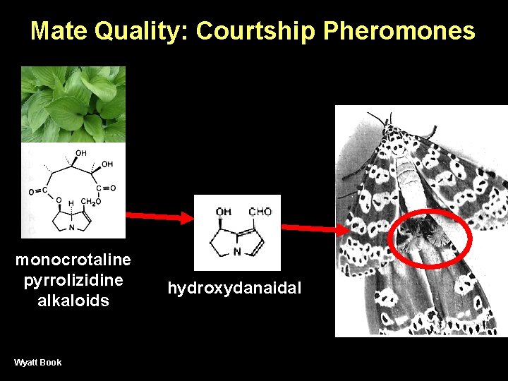 Mate Quality: Courtship Pheromones monocrotaline pyrrolizidine alkaloids Wyatt Book hydroxydanaidal 
