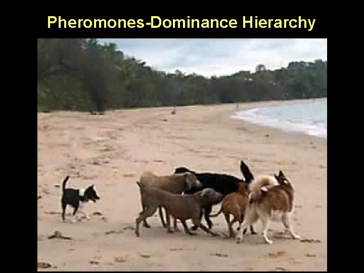 Pheromones-Dominance Hierarchy 