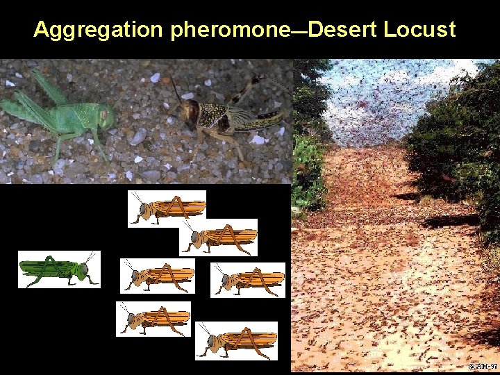 Aggregation pheromone—Desert Locust 