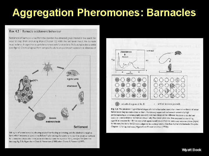 Aggregation Pheromones: Barnacles Wyatt Book 