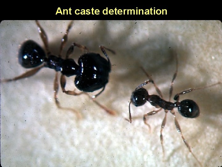 Ant caste determination 