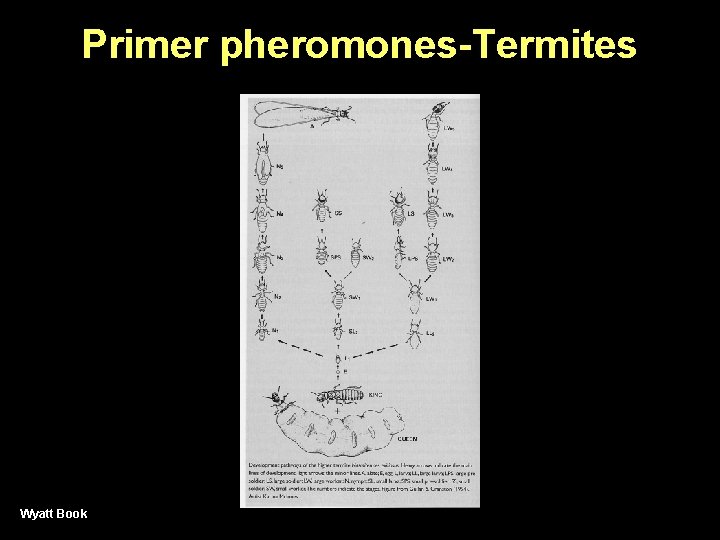 Primer pheromones-Termites Wyatt Book 