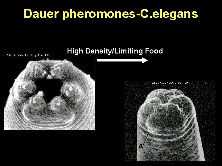 Dauer pheromones-C. elegans High Density/Limiting Food 