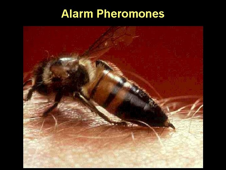 Alarm Pheromones 