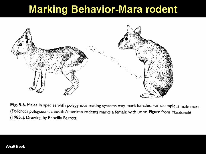 Marking Behavior-Mara rodent Wyatt Book 