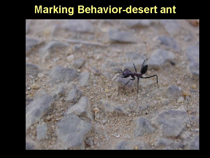 Marking Behavior-desert ant 