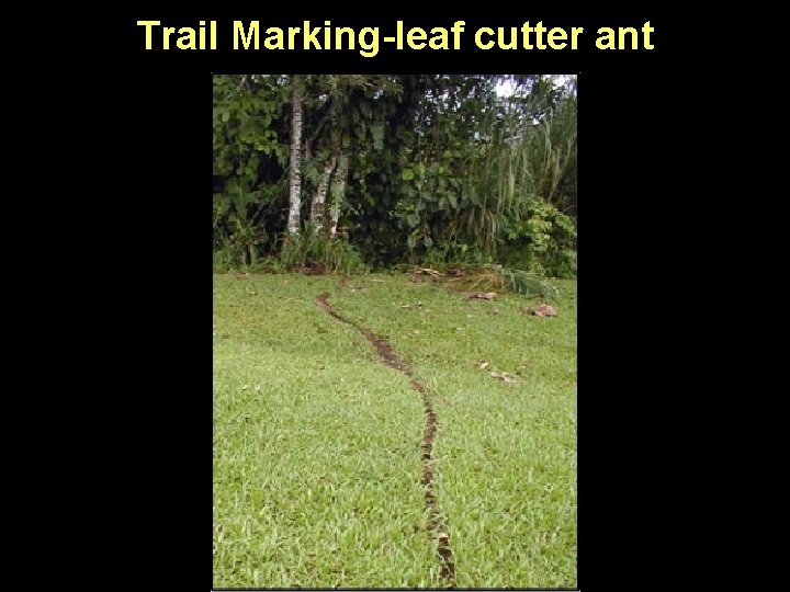 Trail Marking-leaf cutter ant 