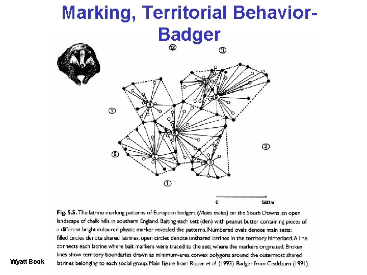 Marking, Territorial Behavior. Badger Wyatt Book 