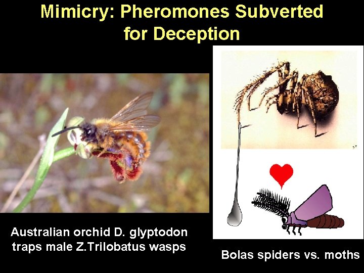 Mimicry: Pheromones Subverted for Deception Australian orchid D. glyptodon traps male Z. Trilobatus wasps