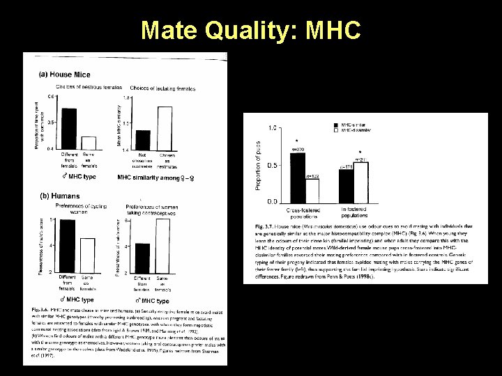 Mate Quality: MHC 