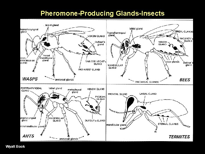 Pheromone-Producing Glands-Insects Wyatt Book 