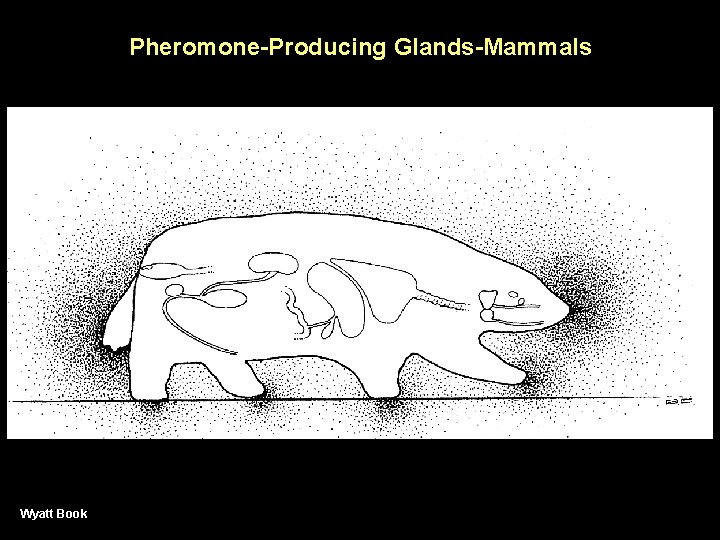 Pheromone-Producing Glands-Mammals Wyatt Book 