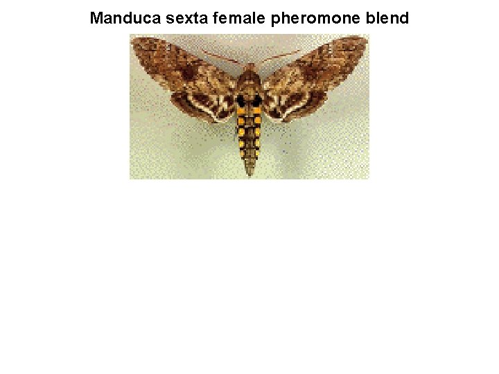 Manduca sexta female pheromone blend 