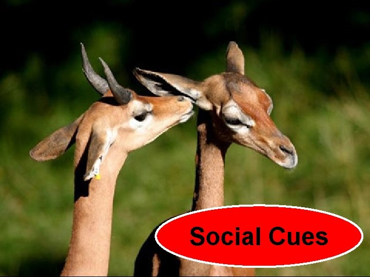 Social Cues 