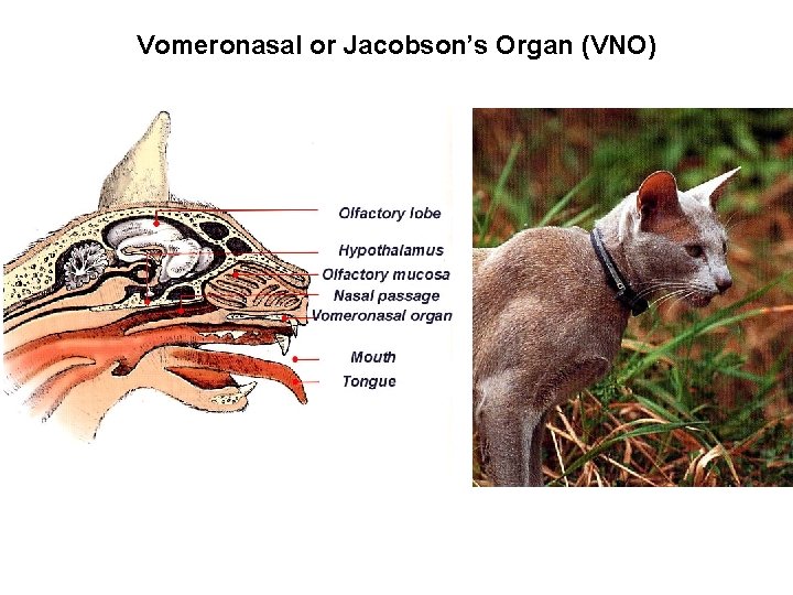 Vomeronasal or Jacobson’s Organ (VNO) 