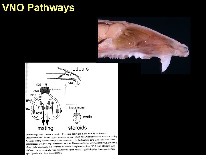 VNO Pathways 