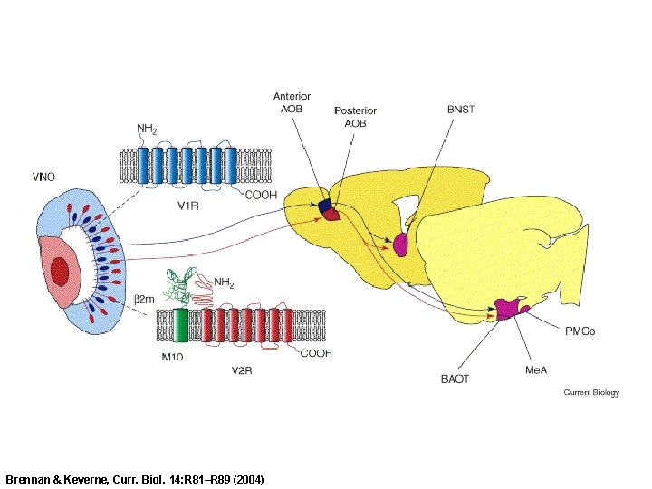 Brennan & Keverne, Curr. Biol. 14: R 81–R 89 (2004) 