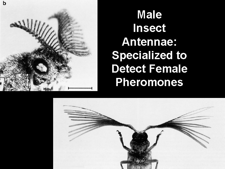 Male Insect Antennae: Specialized to Detect Female Pheromones 