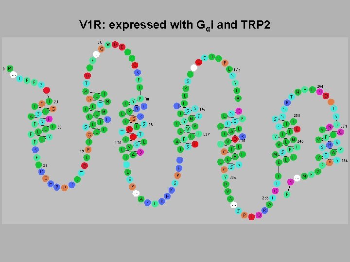 V 1 R: expressed with Gαi and TRP 2 