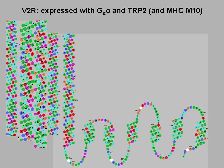 V 2 R: expressed with Gαo and TRP 2 (and MHC M 10) 