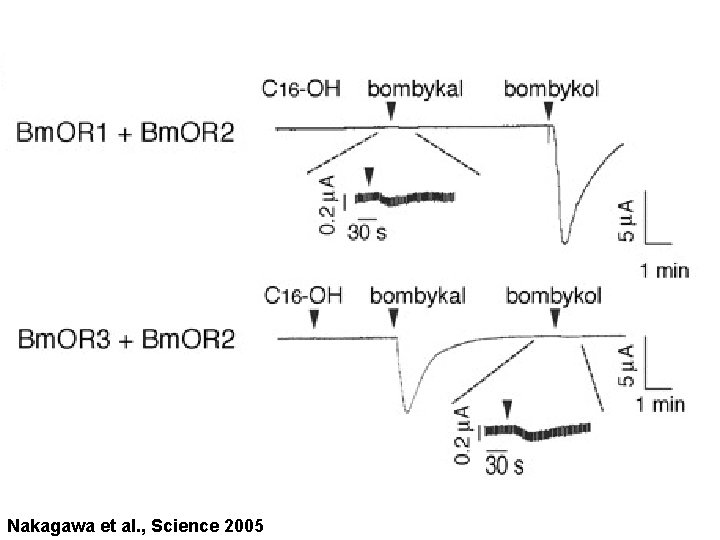 Nakagawa et al. , Science 2005 