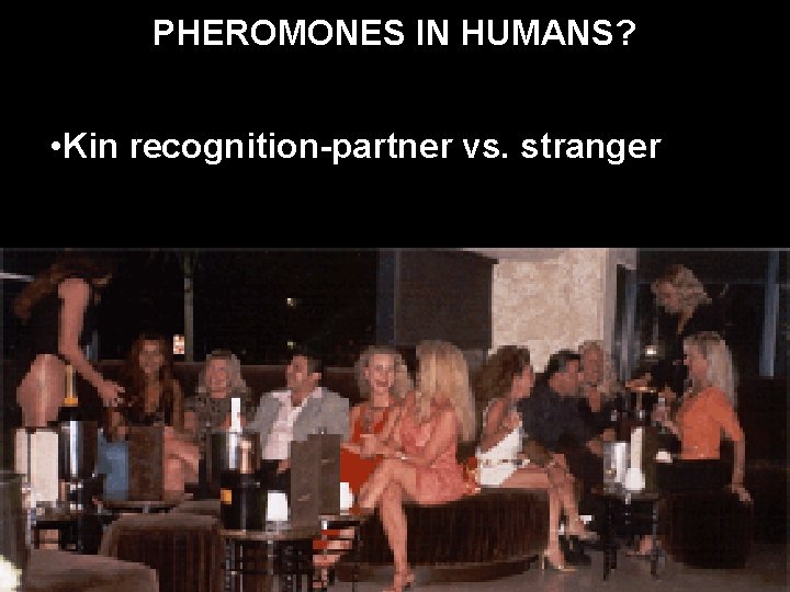 PHEROMONES IN HUMANS? • Kin recognition-partner vs. stranger 