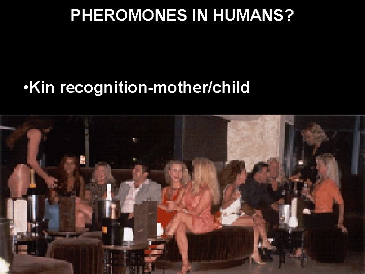 PHEROMONES IN HUMANS? • Kin recognition-mother/child 