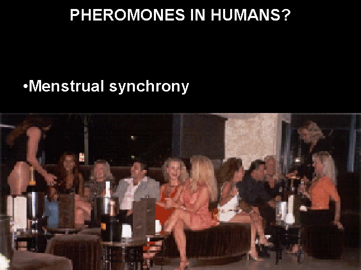 PHEROMONES IN HUMANS? • Menstrual synchrony 