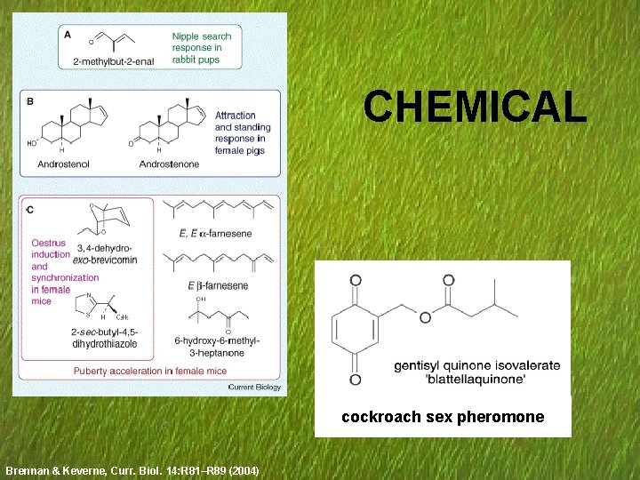 CHEMICAL cockroach sex pheromone Brennan & Keverne, Curr. Biol. 14: R 81–R 89 (2004)