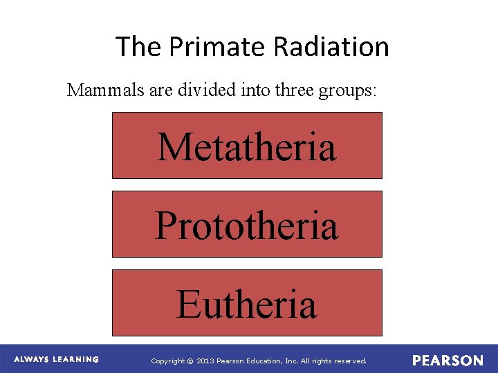 The Primate Radiation Mammals are divided into three groups: Metatheria Prototheria Eutheria Copyright ©