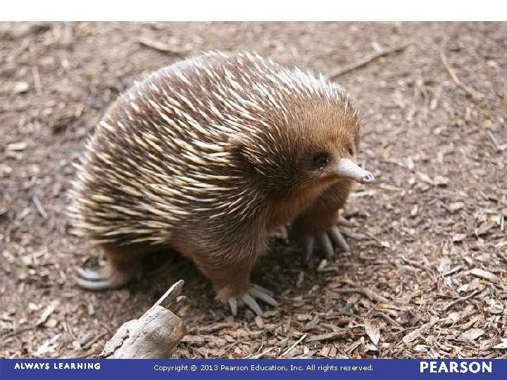 Copyright © 2013 Pearson Education, Inc. All rights reserved. 