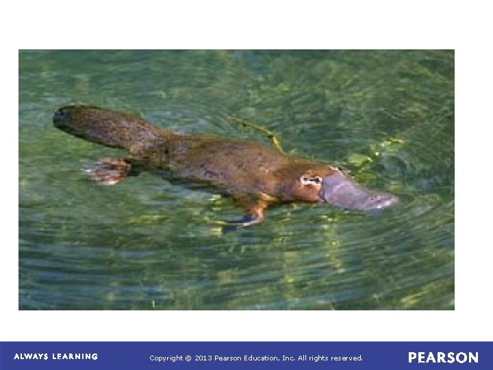 Copyright © 2013 Pearson Education, Inc. All rights reserved. 