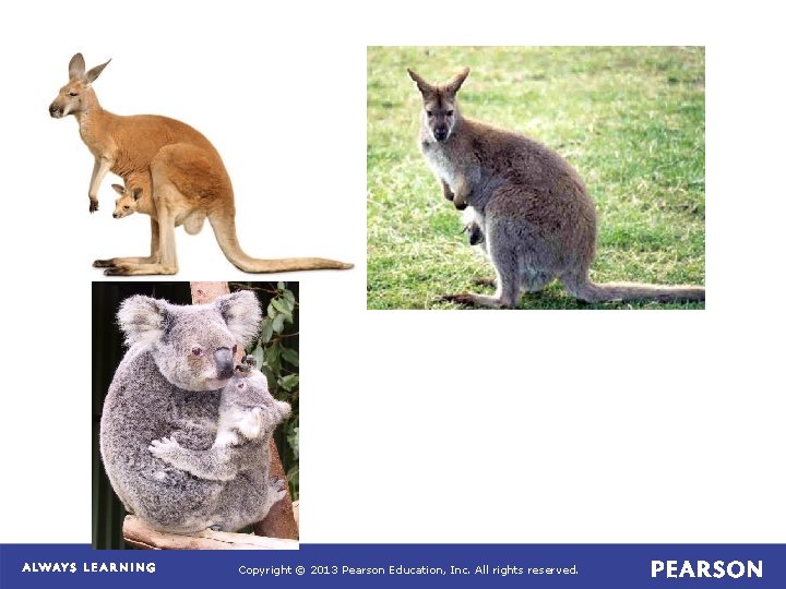 Copyright © 2013 Pearson Education, Inc. All rights reserved. 