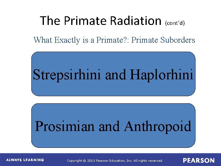 The Primate Radiation (cont’d) What Exactly is a Primate? : Primate Suborders Strepsirhini and