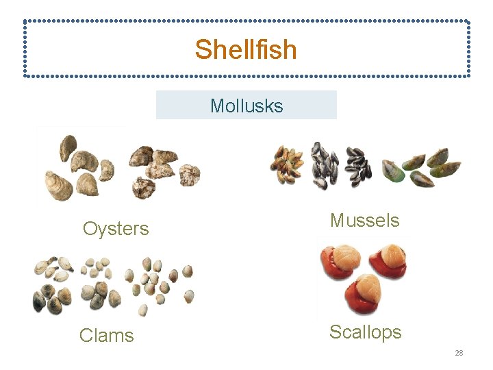 Shellfish Mollusks Oysters Mussels Clams Scallops 28 