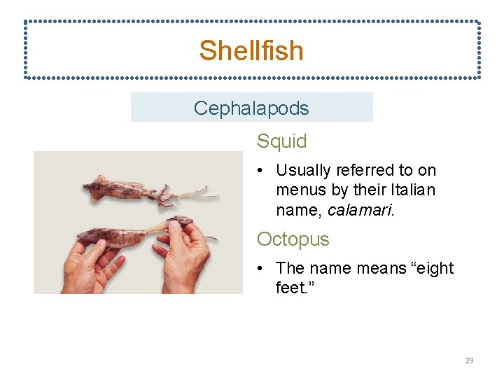 Shellfish Cephalapods Squid • Usually referred to on menus by their Italian name, calamari.