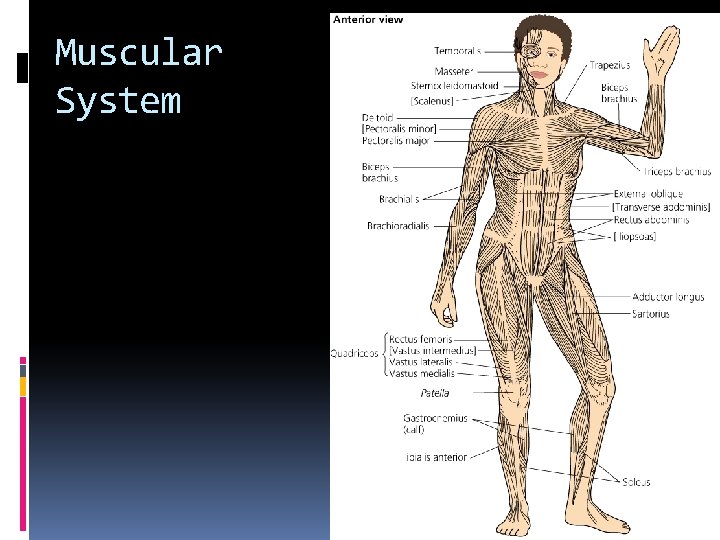 Muscular System 