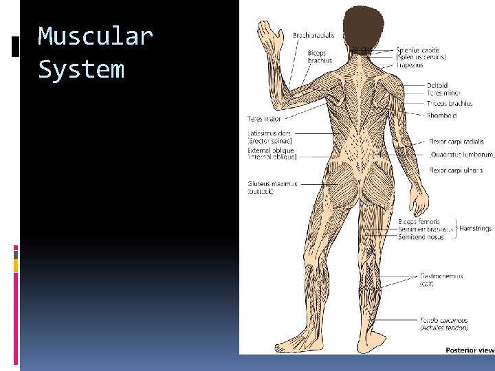 Muscular System 