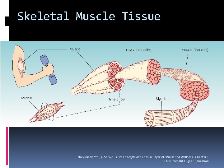 Skeletal Muscle Tissue Fahey/Insel/Roth, Fit & Well: Core Concepts and Labs in Physical Fitness