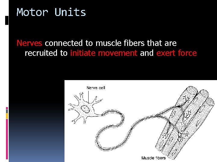 Motor Units Nerves connected to muscle fibers that are recruited to initiate movement and