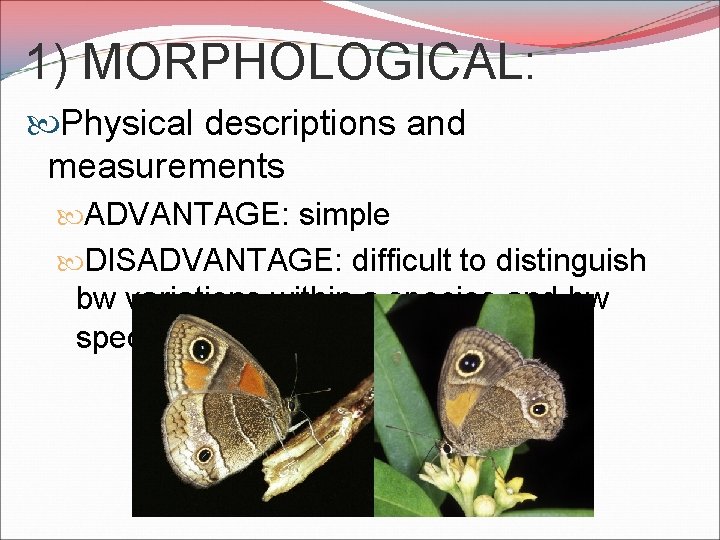 1) MORPHOLOGICAL: Physical descriptions and measurements ADVANTAGE: simple DISADVANTAGE: difficult to distinguish bw variations