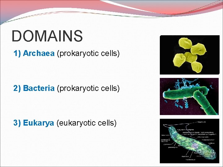 DOMAINS 1) Archaea (prokaryotic cells) 2) Bacteria (prokaryotic cells) 3) Eukarya (eukaryotic cells) 