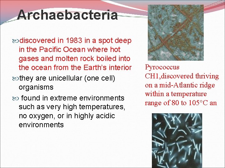 Archaebacteria discovered in 1983 in a spot deep in the Pacific Ocean where hot