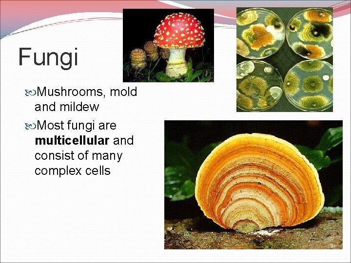 Fungi Mushrooms, mold and mildew Most fungi are multicellular and consist of many complex