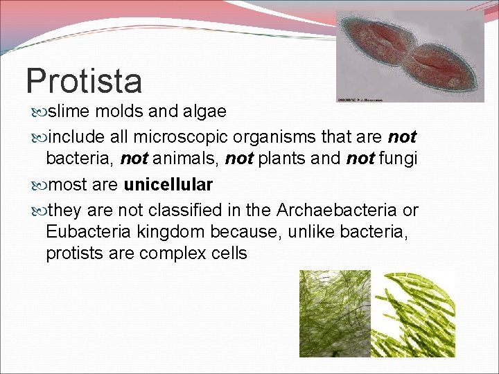 Protista slime molds and algae include all microscopic organisms that are not bacteria, not