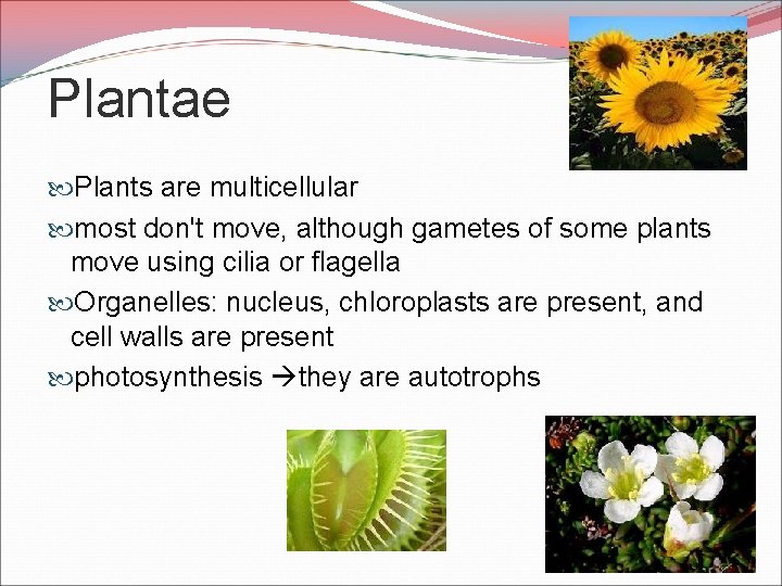 Plantae Plants are multicellular most don't move, although gametes of some plants move using